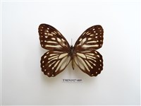 藏品(臺灣斑眼蝶)的圖片